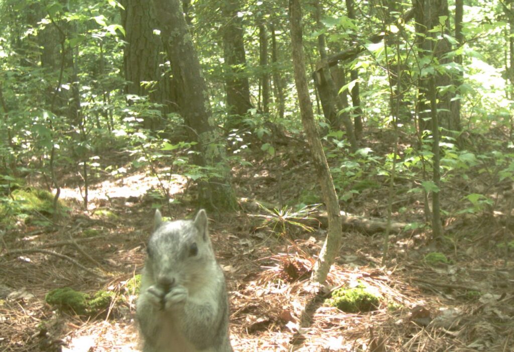 Saving the Delmarva Fox Squirrel from Extinction: A Conservation Success Story