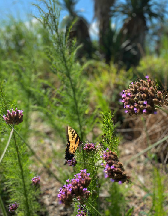 the preserve at bay creek