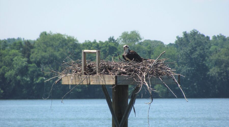 An Osprey nesting along the banks of the Sassafras River at NALT's Knights Island Preserve