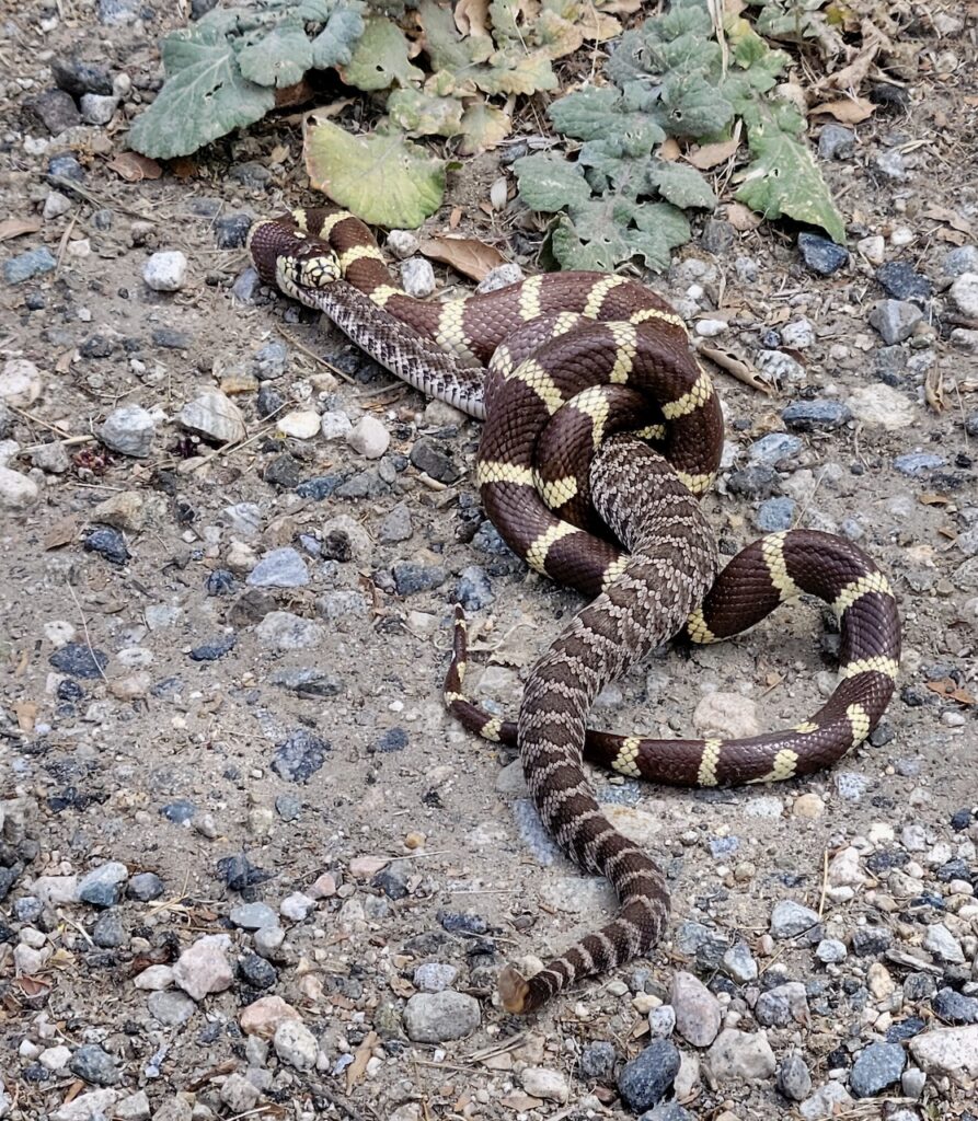 kingsnake vs rattlesnake