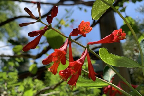 Red blooms of a native honeysuckle vine (Lonicera sempervirens)