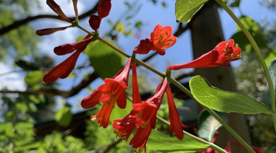 Red blooms of a native honeysuckle vine (Lonicera sempervirens)