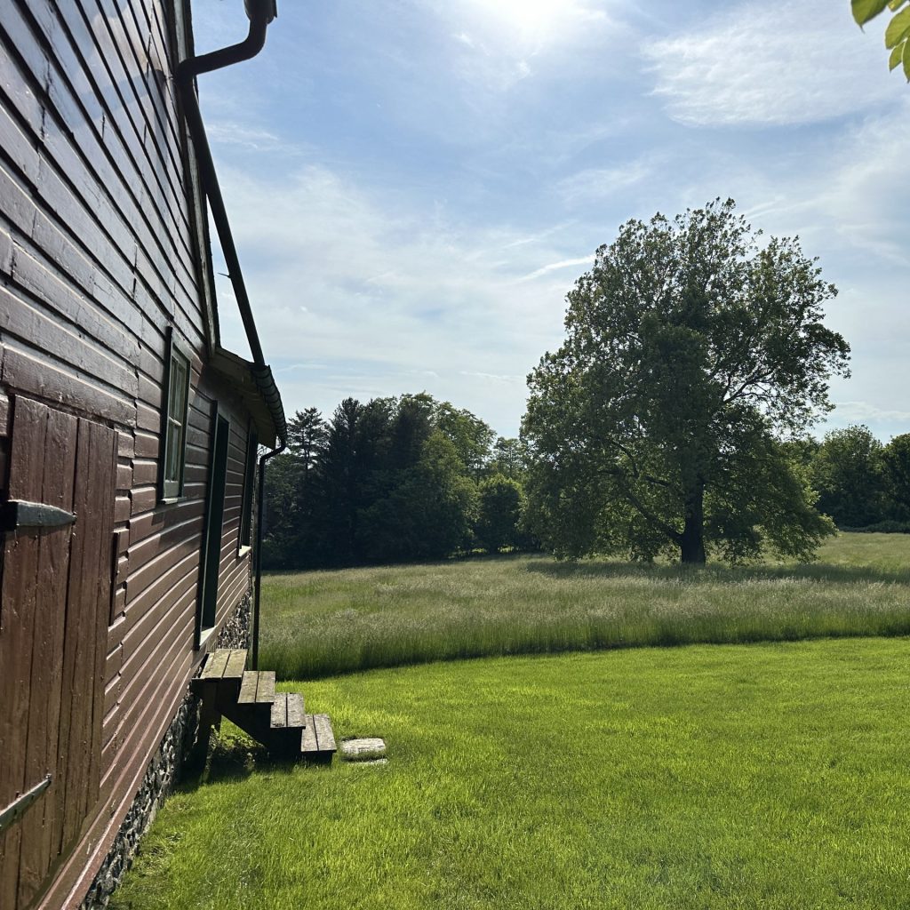 The specimen sycamore at the JDT and view from the carriage house