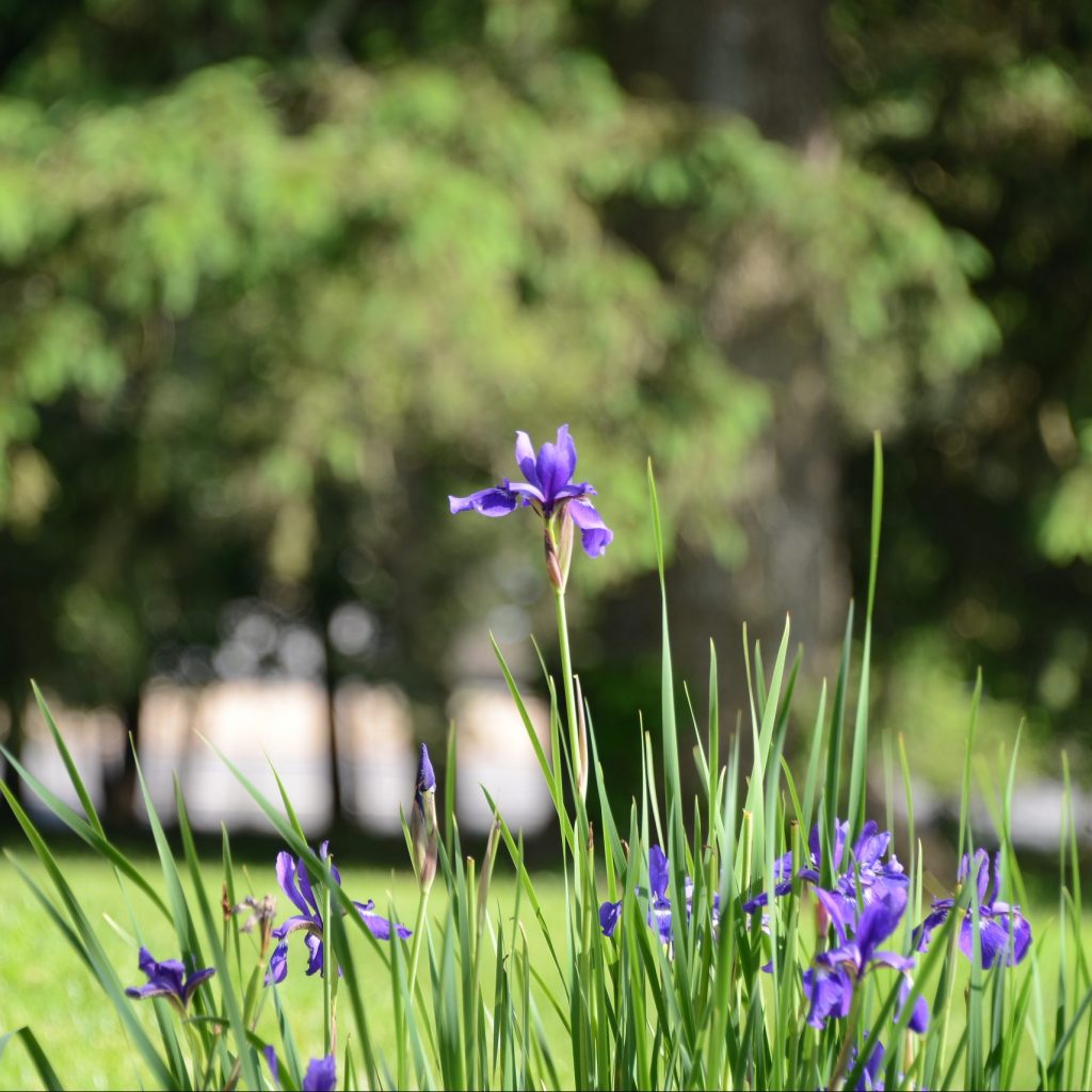 Irises growing in the gardens of the Joseph Davis House