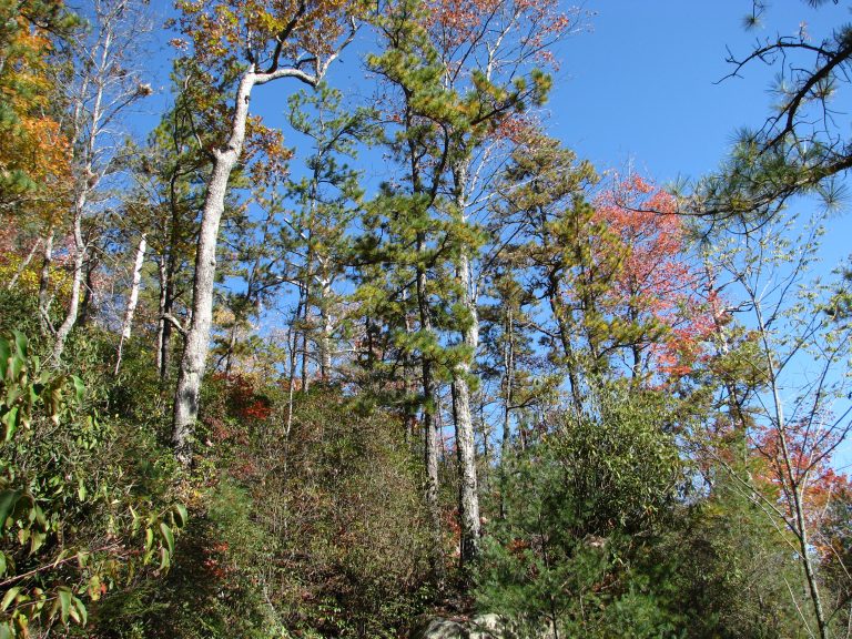 Blue Ridge Table Mountain Pine-Pitch Pine Woodland