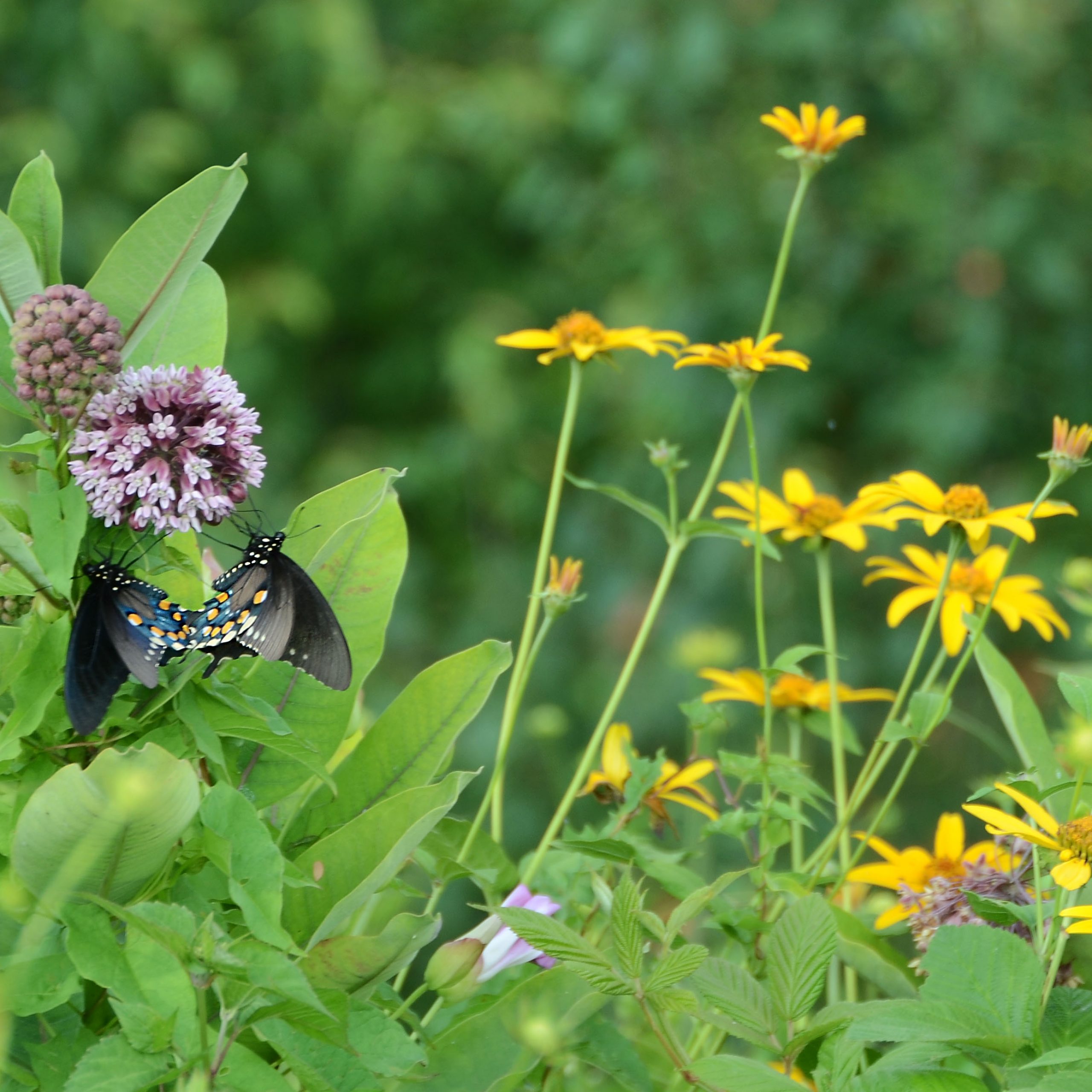 Brinton Run Preserve Pollinator Gardens