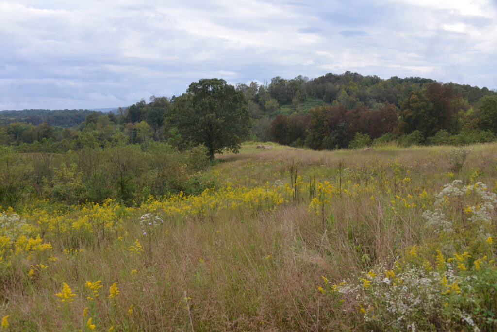 Grassland meadow and forest with yellow and white flowers